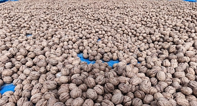 Ceviz hasadı başladı