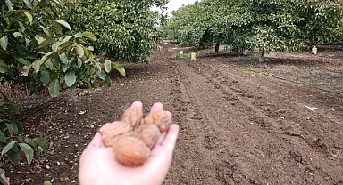 Devletten 49 Yıllığına Kiralanan Arazilerde Ceviz Bereketi