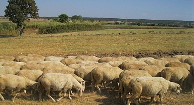 Küçükbaş Hayvan Islahı Projelerİ Sürüyor