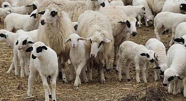 Küçükbaş hayvancılığa verilen destek artırıldı