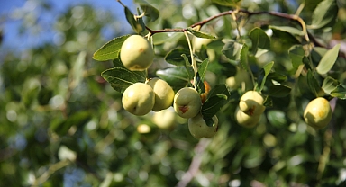 Tarımda “Ölümsüzlük Meyvesi” Dönemi