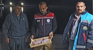 Trol Gemilerine Denetim