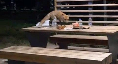 YAVRU TİLKİ DOĞUM GÜNÜ PASTASINA KONDU