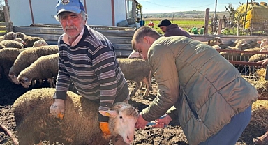 Aşılama ve Küpeleme Çalışmaları Sürüyor