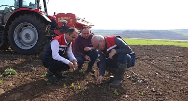 Buğdayda Verim İçin Yeni Ekim Denemesi
