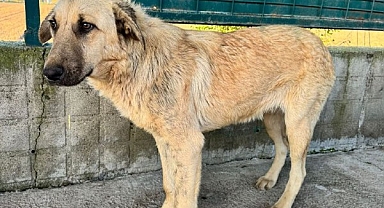 Edirne Belediyesi’nden Can Dostu Açıklaması