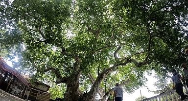 Edirne'de 57 anıt ağaç bulunuyor