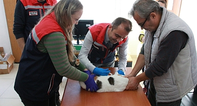 Mikroçip ve Kuduz Aşısı Uygulaması Sürüyor