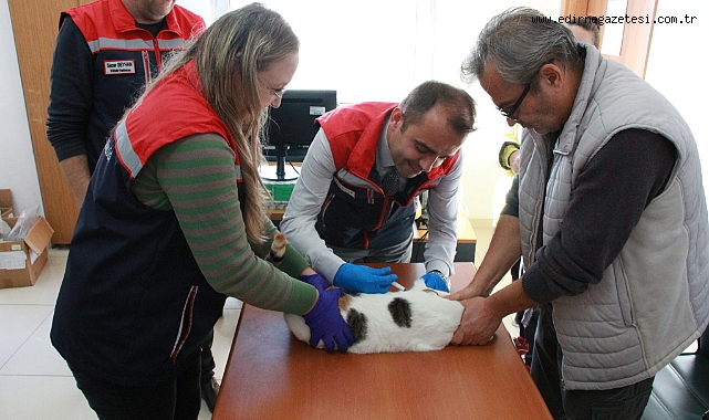 Mikroçip ve Kuduz Aşısı Uygulaması Sürüyor