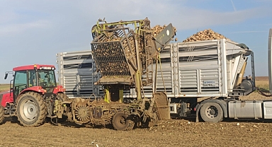 Pancar hasadı devam ediyor