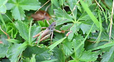 Yeni Keşif, Türkiye’nin Biyoçeşitliliğine Katkı Sağladı