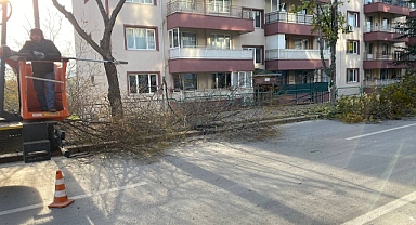 1. Murat Mahallesi’nde Ağaç Budama Çalışmaları Sürüyor