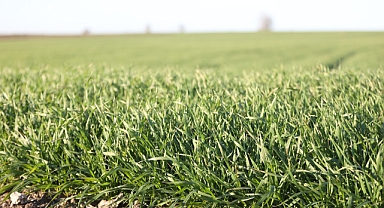Buğday erken boy attı