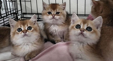 Evcil Hayvanını Terk Edenlere 86 Bin 350 TL Ceza