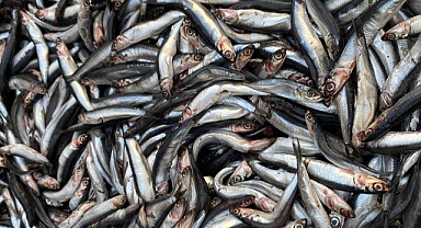 Fiyatlar Yüzleri Güldürüyor