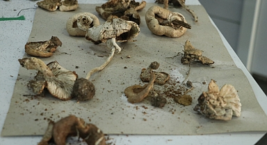 Ganos Dağı’nın Mantar Haritası Çıkıyor