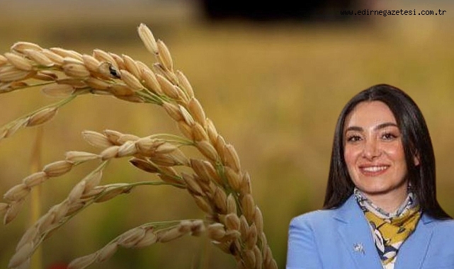 Genç Çeltikçi Aybike Şimşek Çeltik Fiyatlarından Şikayetçi Oldu