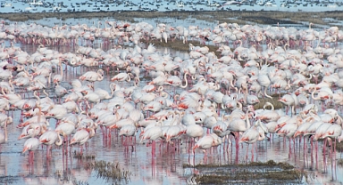Göçmen kuşlar çeltik tarlalarında yiyecek arıyor