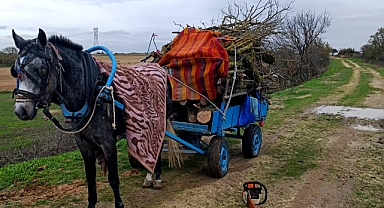 İzinsiz Ağaç Kesimine Gözaltı