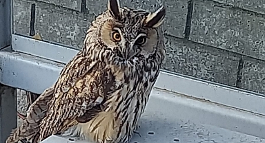 Yaralı bulunan kulaklı orman baykuşu tedavi altına alındı