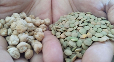 Belediye Tarlasında Başladı, Vatandaşın Sofrasına Girdi