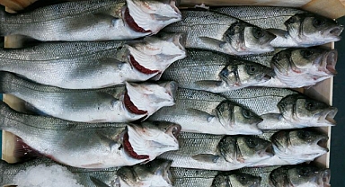 Çipura ve Levrek Komşuya İhraç Ediliyor