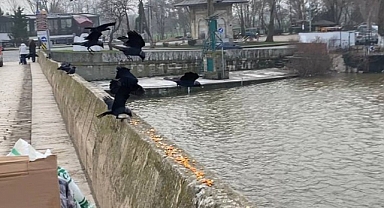 Köprüde Kuşları ve Sokak Hayvanlarını Besliyor 