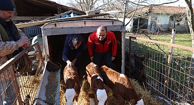 Köse’den Buzağılara Nazar Boncuğu