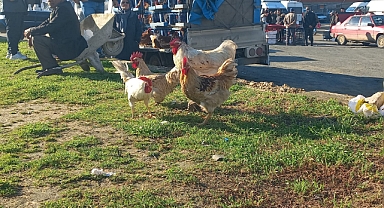 Köy köy gezerek canlı tavuk satıyor