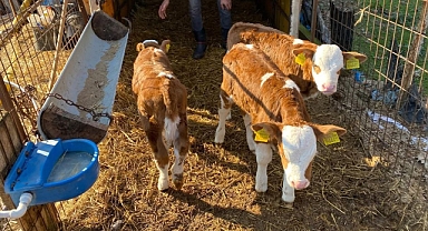 Üçüz Buzağı Sevinci