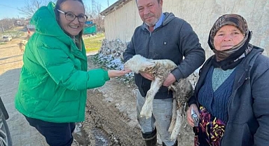 Yeni Doğan Kuzu Sevinci