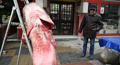 102 kilogramlık yayın balığı yakalandı