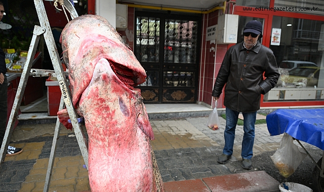 102 kilogramlık yayın balığı yakalandı