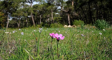 İlk Cemre Havaya Düştü