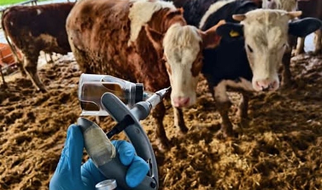 İlkbahar Şap Aşısı Start Aldı