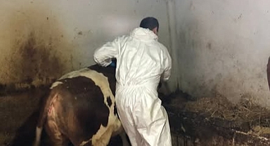 İlkbahar Şap Aşısı Start Aldı