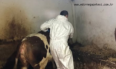 İlkbahar Şap Aşısı Start Aldı