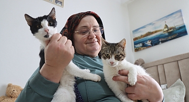 Kedi sevgisi 40 kedilik yuvaya dönüştü