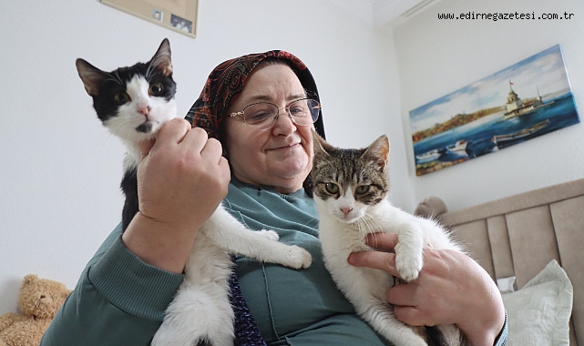 Kedi sevgisi 40 kedilik yuvaya dönüştü