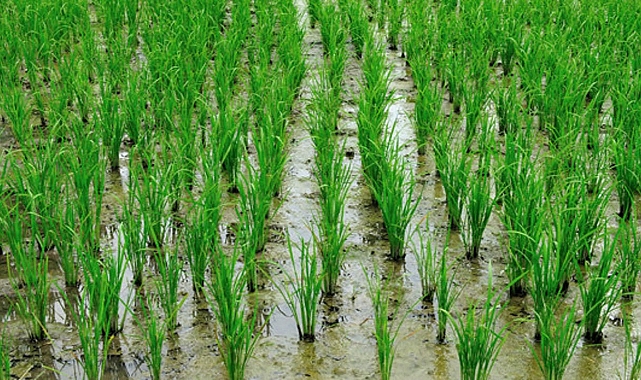 Sürekli Çeltik Ekimi Meriç Ovası’nı Çökertiyor