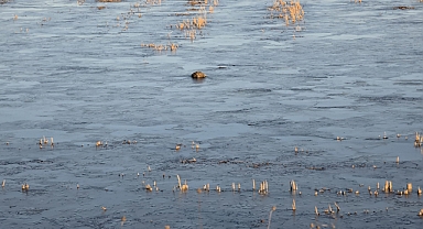 Taşkın sularının kapladığı tarım arazileri buz tuttu