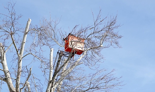Yedi Yol Ağzı Sokak’ta Ağaç Budama Çalışması