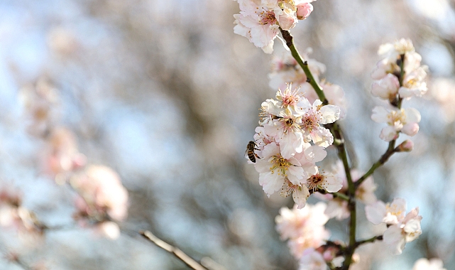 Baharın habercisi son cemre toprağa düştü