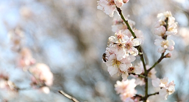 Baharın habercisi son cemre toprağa düştü