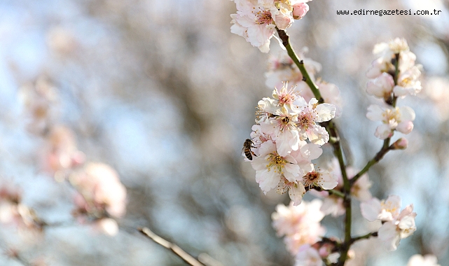 Baharın habercisi son cemre toprağa düştü
