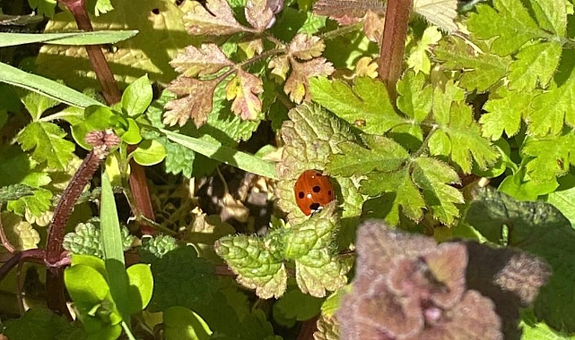 Çiçekler Açtı, Yazın İlk İşaretleri Görüldü