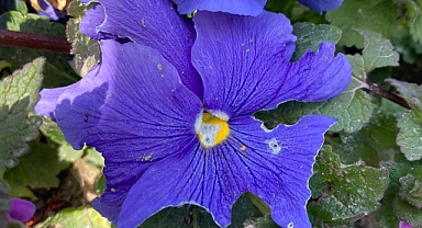 Çiçekler Açtı, Yazın İlk İşaretleri Görüldü