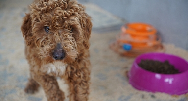 Çiftlik sahibine 2 milyon 144 bin lira ceza