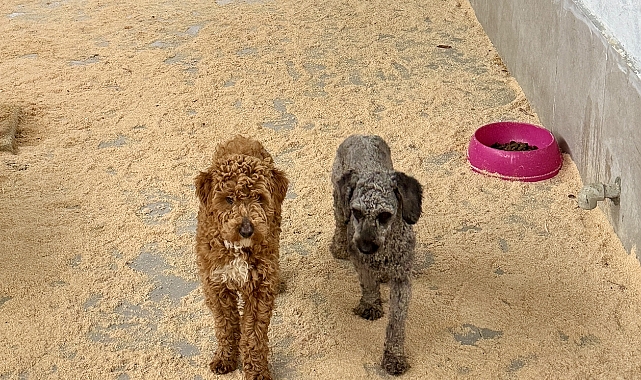 Cins köpekler sahiplendirildi