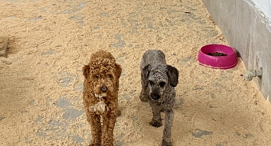 Cins köpekler sahiplendirildi